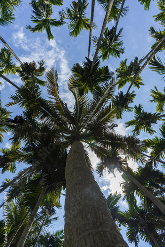Obraz na płótnie Tall palm trees densely packed against bright blue sky, bottom view w salonie