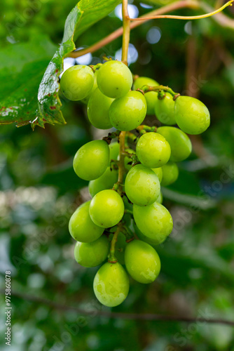 A small bunch of green grapes close-up