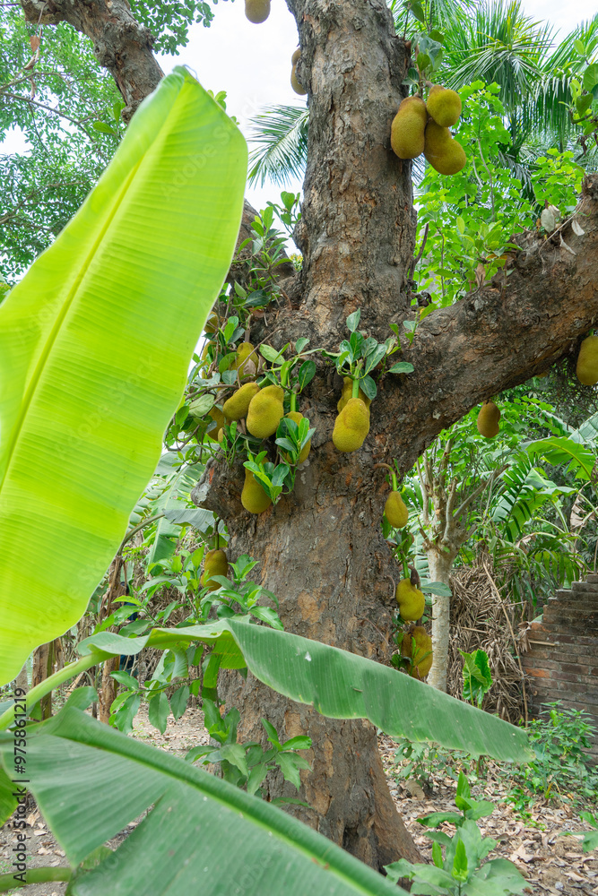 Jackfruit hanging from a tree trunk. artocarpus heterophyllus, Bangladesh