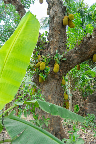 Obraz na płótnie Jackfruit hanging from a tree trunk. artocarpus heterophyllus, Bangladesh w salonie