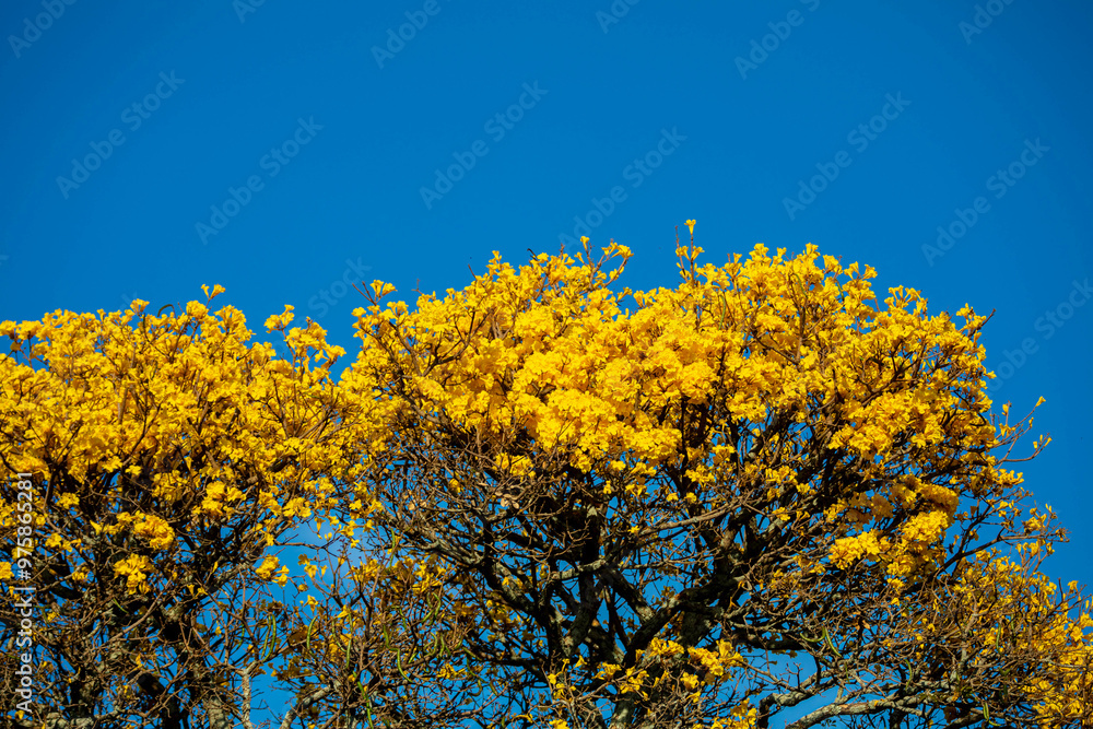 The symbol tree of Brazil, the yellow ipê (Handroanthus albus), blooms in September The symbol tree of Brazil, the yellow ipê (Handroanthus albus), blooms in September