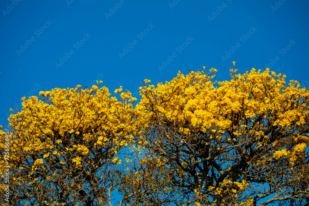 The symbol tree of Brazil, the yellow ipê (Handroanthus albus), blooms in September The symbol tree of Brazil, the yellow ipê (Handroanthus albus), blooms in September