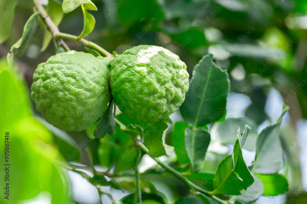 Obraz premium Bergamot, Fresh green bergamot fruit hanging from branch. bergamot tree garden and healthy food concept, group of bergamot,Bergamot medicinal plants with many