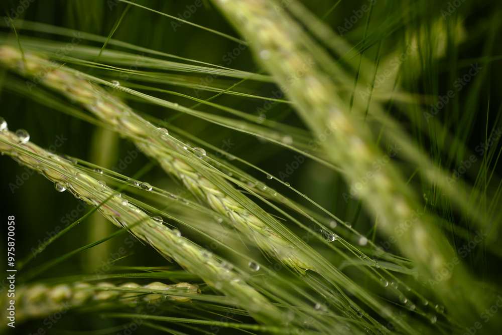Grass with dewdrops or raindrops. Dark green grass and spikelets regimented with water droplets Grass with dewdrops or raindrops. Dark green grass and spikelets regimented with water droplets