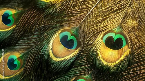 Explore the vibrant patterns of peacock feathers highlighting colors and textures in nature's design