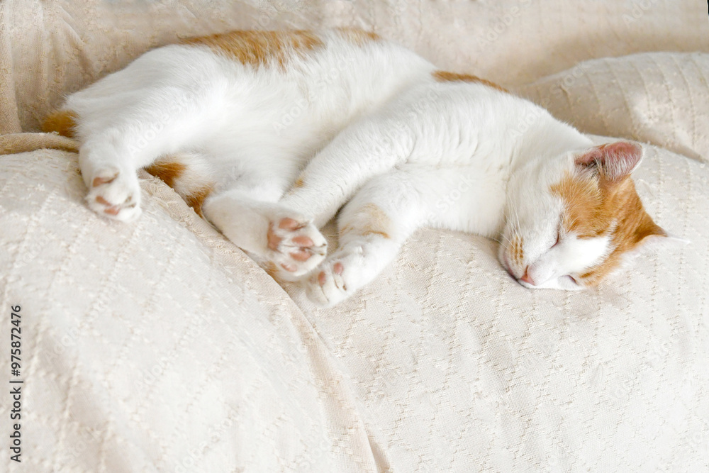 Cat sleeping on the sofa at home. Happy tabby cat relaxing in a house. Cat sleeping on the sofa at home. Happy tabby cat relaxing in a house.
