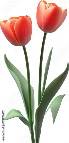 Dwa czerwone tulipany na transparentnym tle © Fotosmagoria