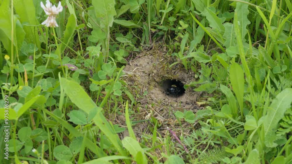 Field cricket (Gryllus campestris) sound, insect stridulating at the burrow Field cricket (Gryllus campestris) sound, insect stridulating at the burrow