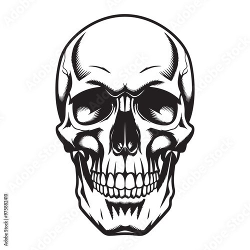 Human head skull vector, icon, illustration