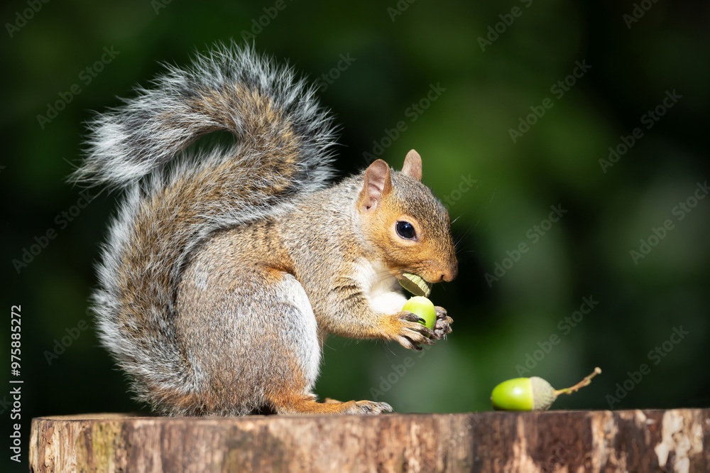 Portrait of a grey squirrel eating acorn on a tree stump in autumn Portrait of a grey squirrel eating acorn on a tree stump in autumn