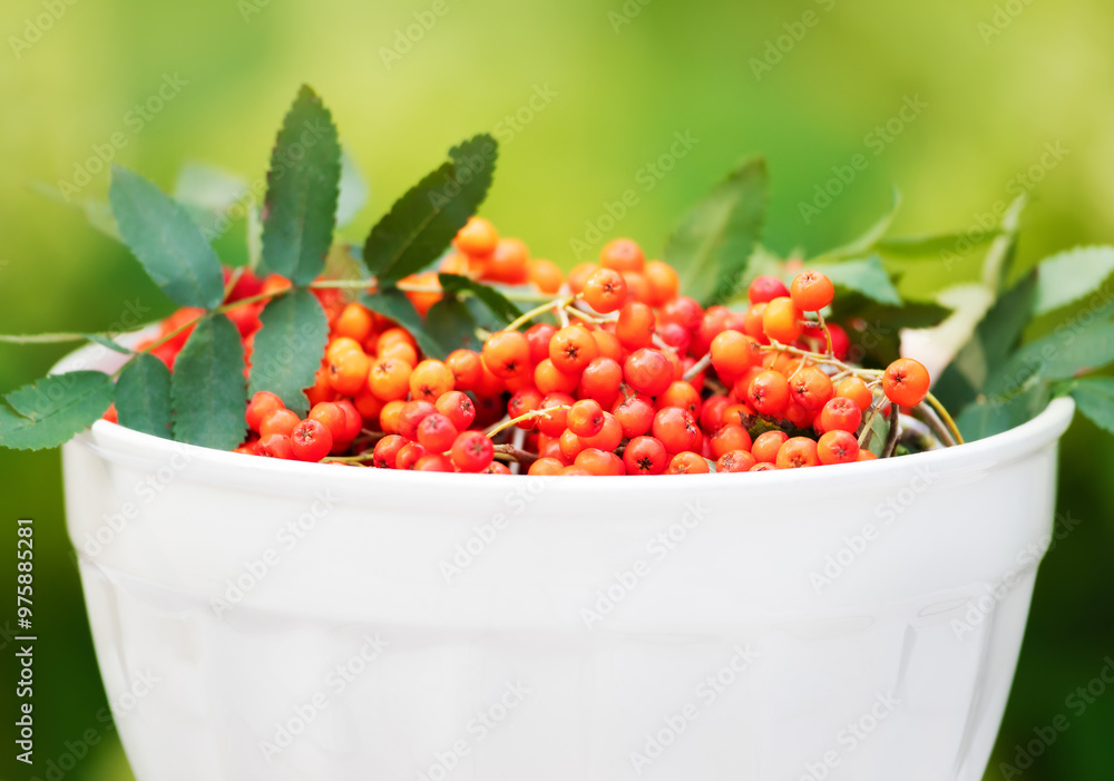 Fresh ripe rowan berries in white bowl against colourful background Fresh ripe rowan berries in white bowl against colourful background