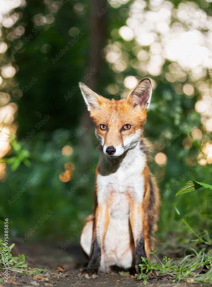 Fototapeta premium Portrait of a cute red fox cub in a forest
