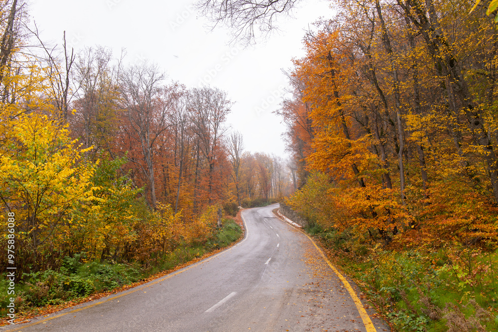 Asphalt road in the autumn forest. Asphalt road in the autumn forest.