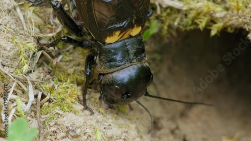 Field cricket (Gryllus campestris) sound, insect stridulating at the burrow photo