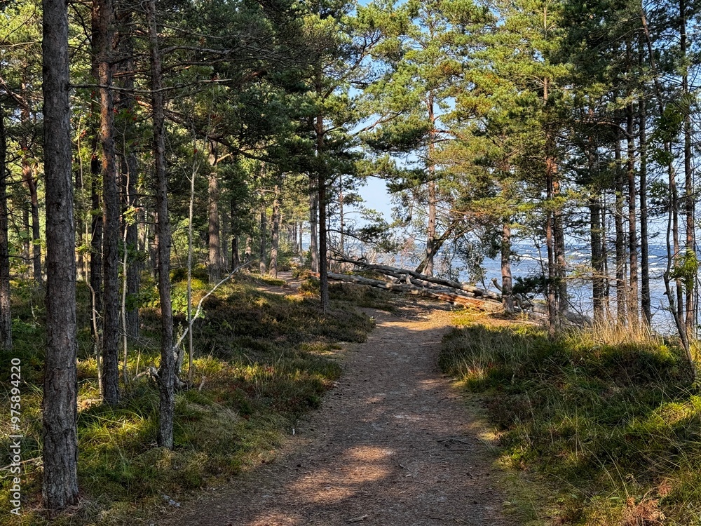 path in the woods path in the woods