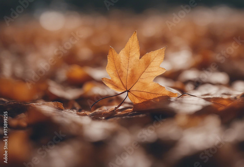 Autumn leaf transparent background