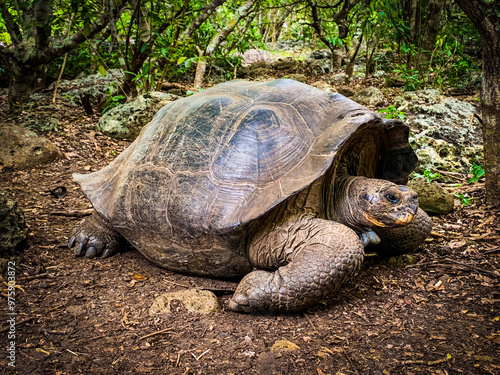 Giant tortoises on the Galapagos Islands