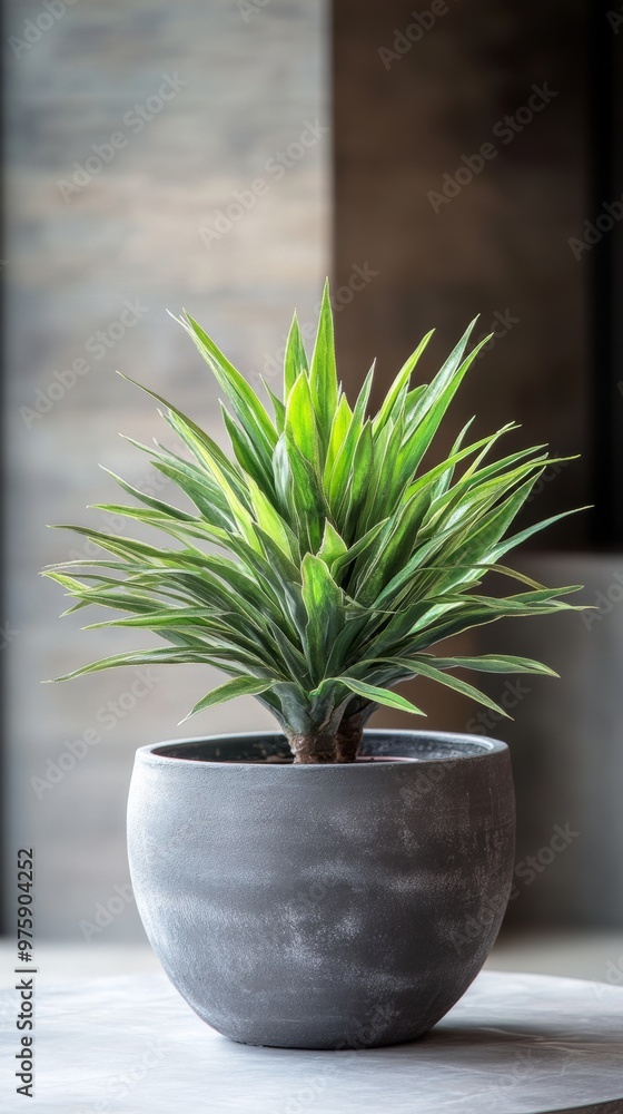 Potted green plant on a table, natural decor concept Potted green plant on a table, natural decor concept