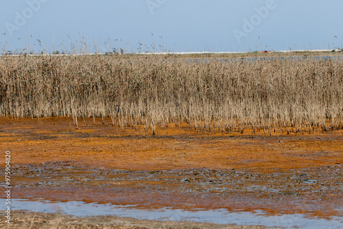 Reed in the southwest part of the Tuzla Lagoon in autumn photo