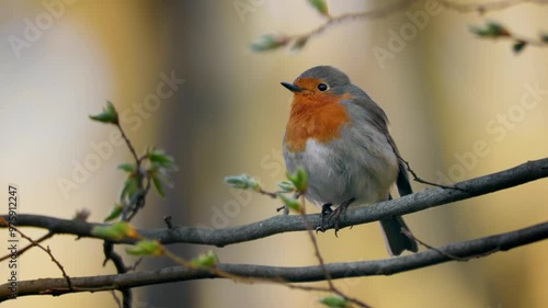 European robin (Erithacus rubecula) song, bird singing in spring forest