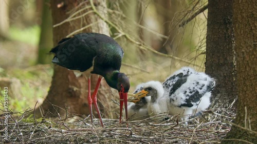 Black stork (Ciconia nigra) nesting on the ground, feeding chicks