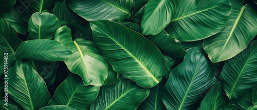 Close-up image of lush, green leaves with intricate veins, creating a natural background.