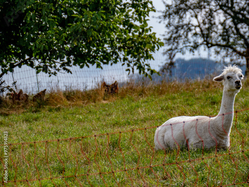 Lamas auf einer Wiese photo