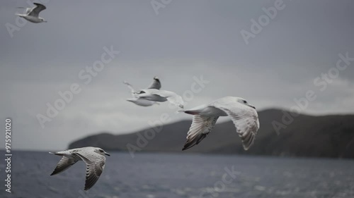 flying seagulls on Lake Baikal grab food, The nature of Lake Baikal in Siberia photo