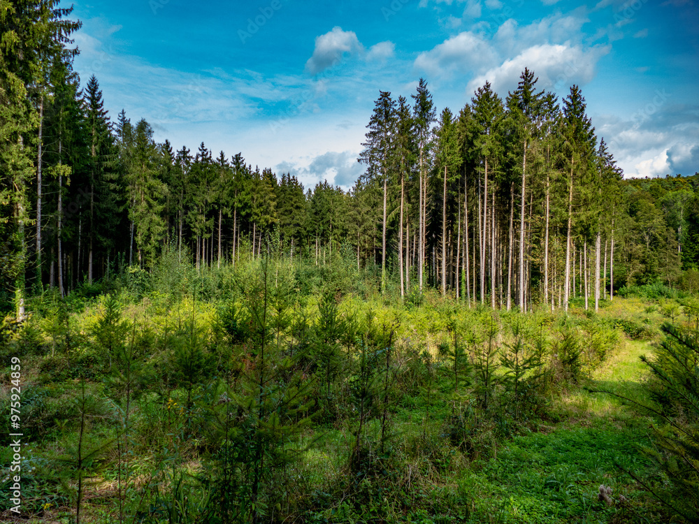 Wiederaufforstung nach Abholzung im Mischwald Wiederaufforstung nach Abholzung im Mischwald