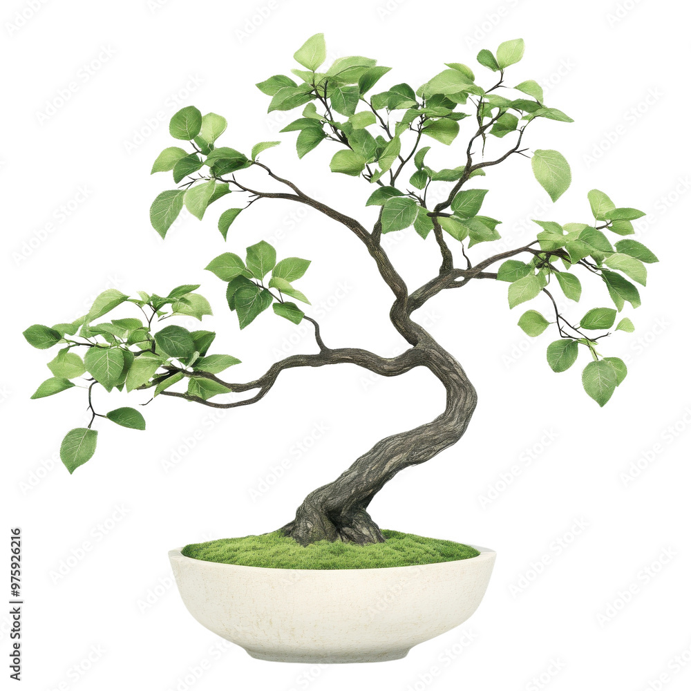 A beautiful bonsai tree in a stylish pot, showcasing intricate branches and vibrant green leaves, perfect for home decor. A beautiful bonsai tree in a stylish pot, showcasing intricate branches and vibrant green leaves, perfect for home decor.