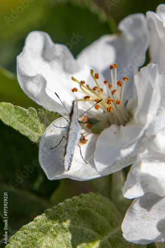 Naklejka Apple tree flowers close up