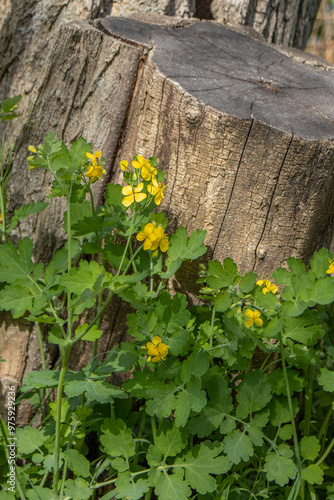 celandine blooms near an old stump