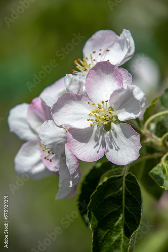 Naklejka Apple tree flowers close up