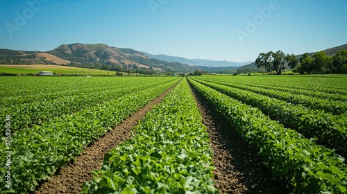 3. An organic farm with rows of vibrant green crops under a clear blue sky, with a farmer in the distance tending to the fields, embodying sustainable agriculture photo