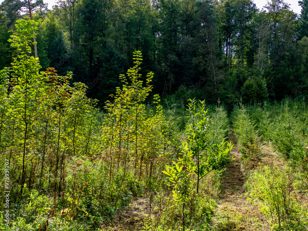 Obraz premium Wiederaufforstung nach Abholzung im Mischwald