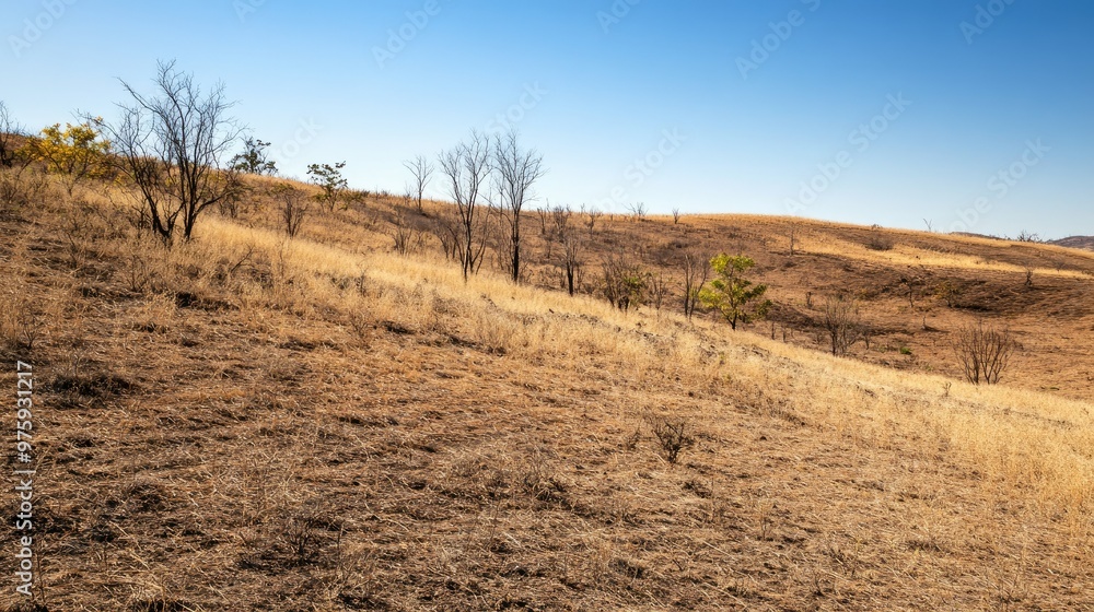 Fototapeta premium A barren hillside with dry shrubs and no trees, the result of prolonged dry season conditions.