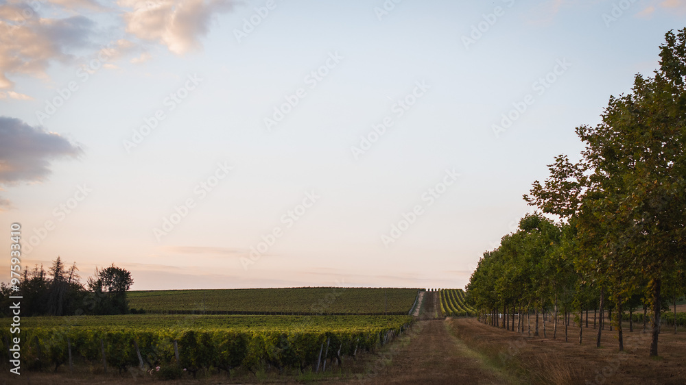 Naklejka premium Evening view of the Chenonceau vineyards.