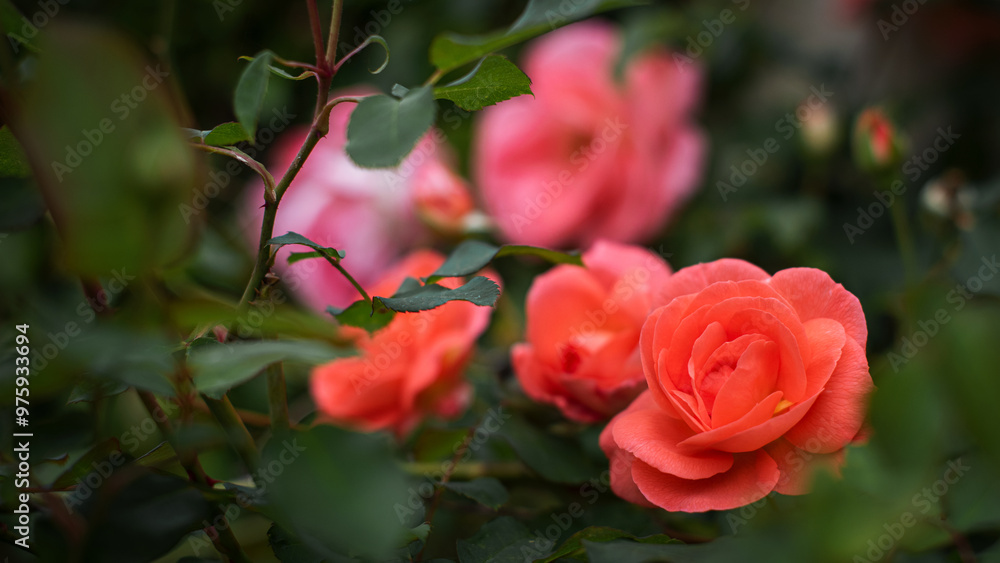 Close up, crop. Photo of a fragile bush rose of coral color in the garden. Close up, crop. Photo of a fragile bush rose of coral color in the garden.