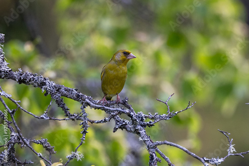 European greenfinch on a branch photo