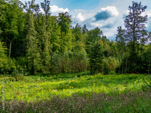 Wiederaufforstung nach Abholzung im Mischwald photo