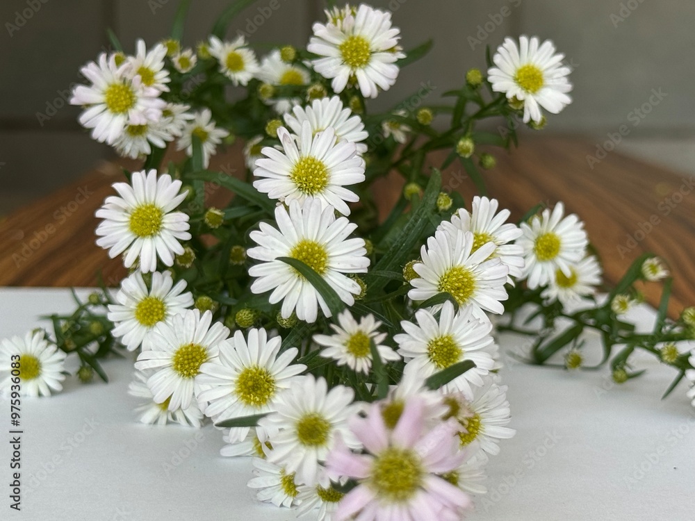 Obraz premium daisies in a basket