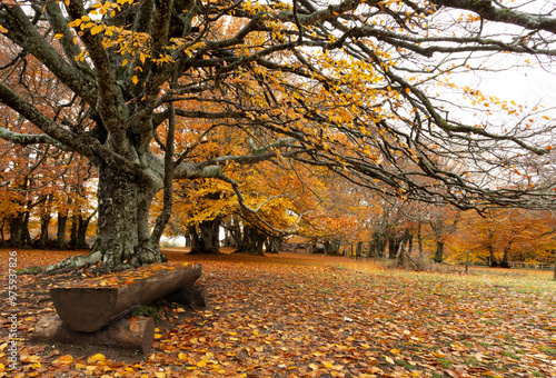 Canfaito - autunno photo