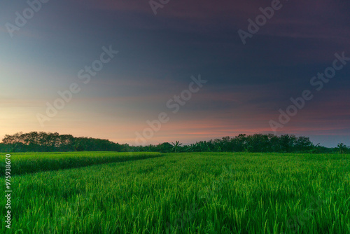 indonesia beauty landscape paddy fields in north bengkulu natural beautiful morning view from Indonesia of mountains and tropical forest