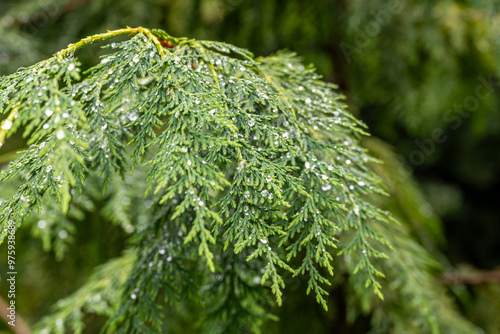 western red cedar