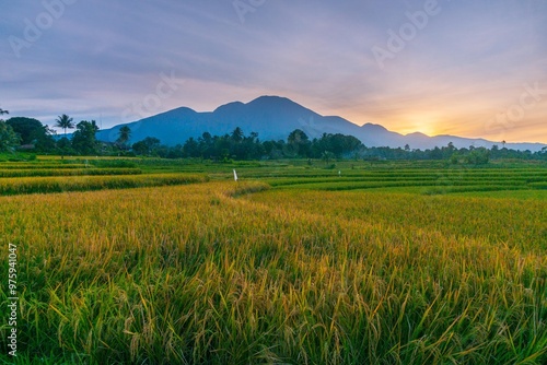 indonesia beauty landscape paddy fields in north bengkulu natural beautiful morning view from Indonesia of mountains and tropical forest