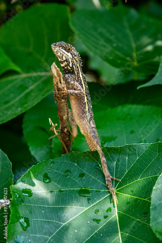 The Taiwan Japalure (Japalura swinhonis) is a species of lizard native to Taiwan. It is a small, agile reptile with a greenish-brown body and a distinctive crest along its back. photo