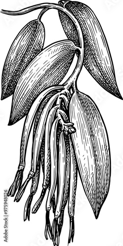 Vanilla branch with pods and leaves