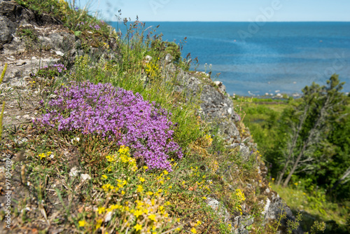 Uugu bluff or cliff on the Muhu Island in Estonia, located by the and near the island of Saaremaa photo