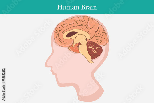 cross section of human brain, head and brain side view. eps 10. white background