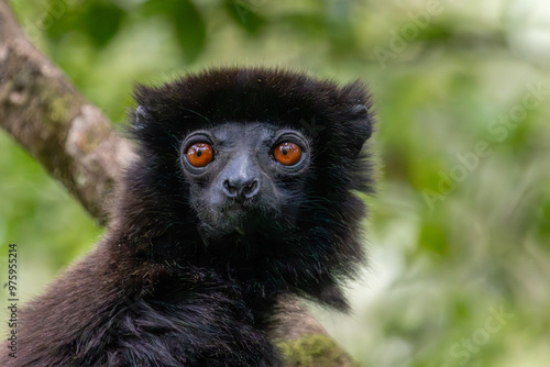 Portrait of a Milne-Edwardss sifaka with orange-red eyes